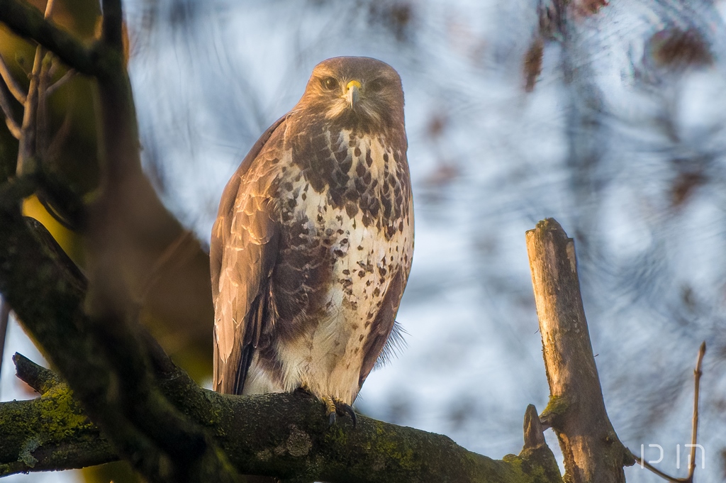 Buse variable