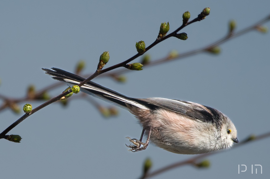 Orite à longue queue (sp caudatus)