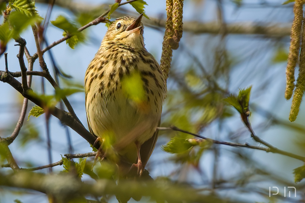 Pipit des arbres