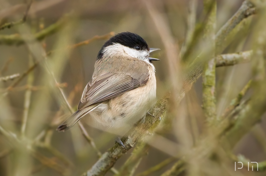 Mésange nonnette