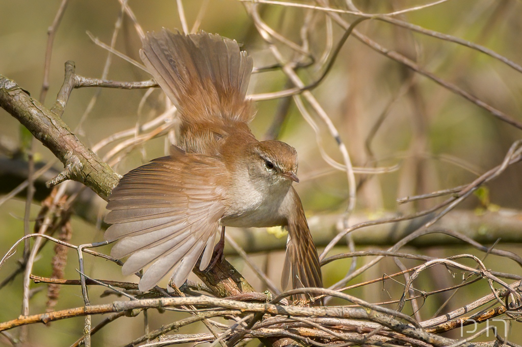 Bouscarle de Cetti