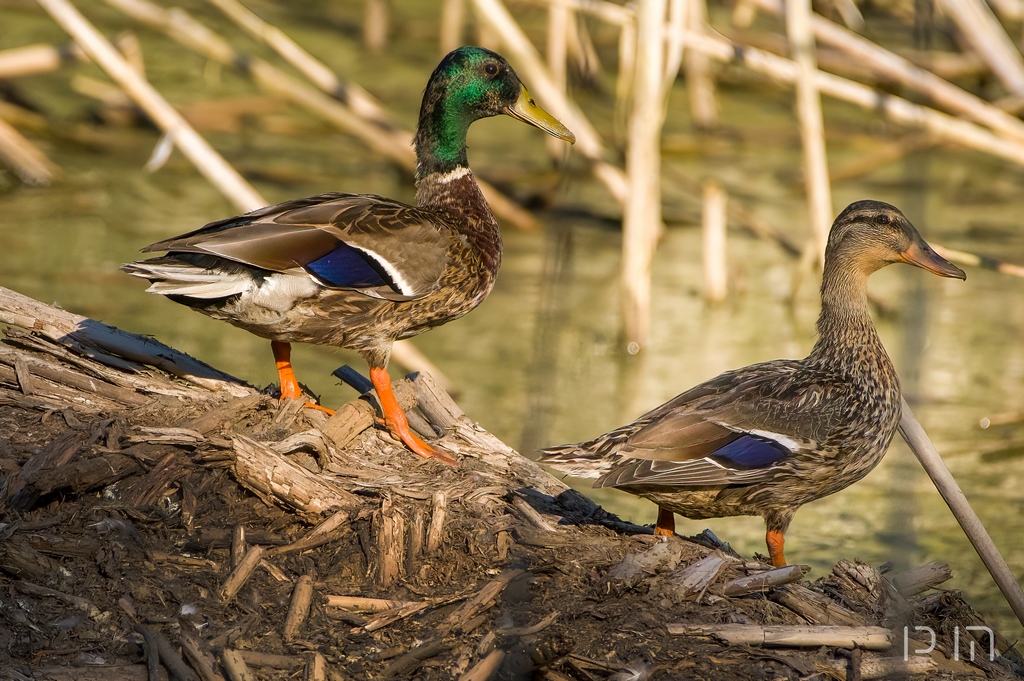 Canard colvert ♂ ♀