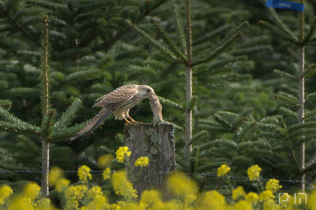 Faucon crécerelle en chasse