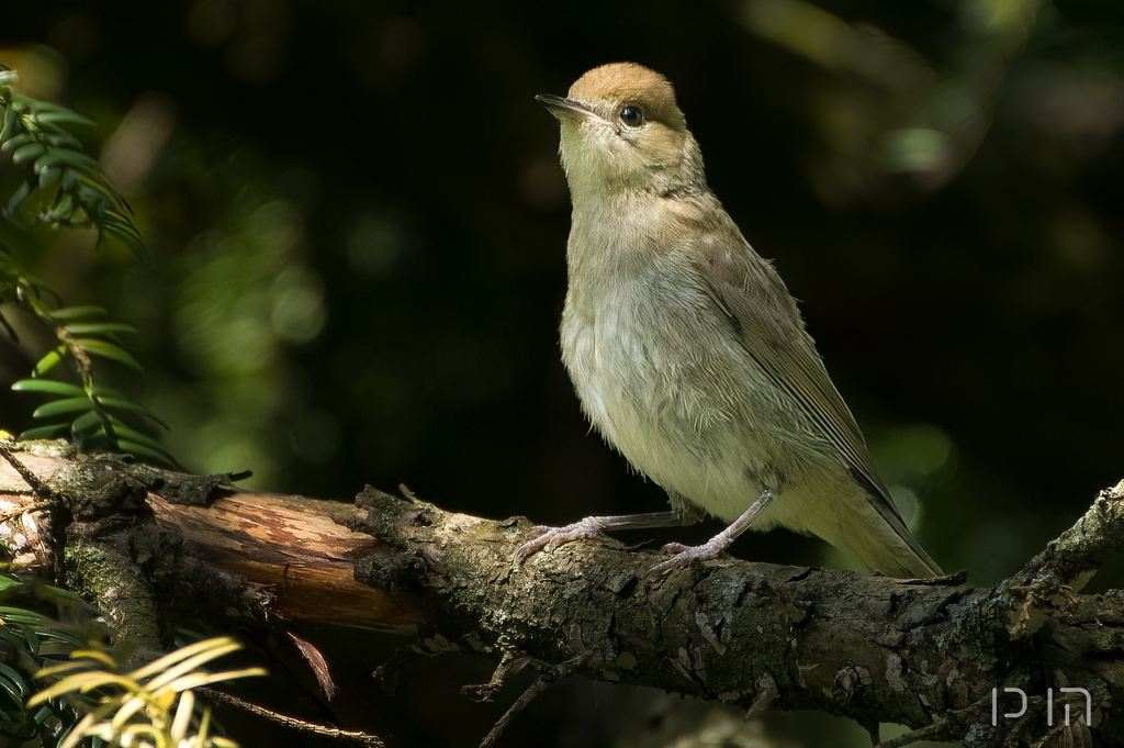 Fauvette à tète noire ♀