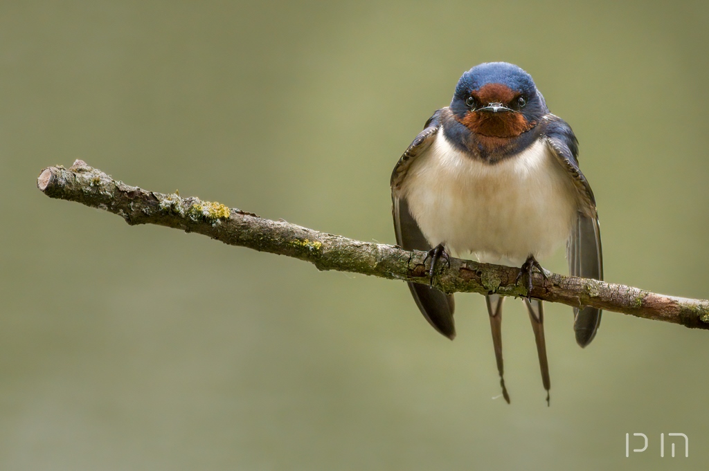 Hirondelle rustique