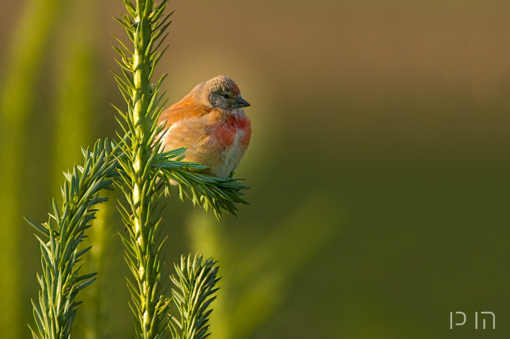 Linotte mélodieuse ♂