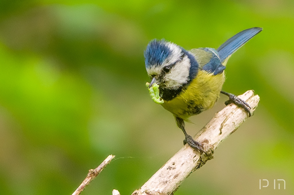 Mésange bleue