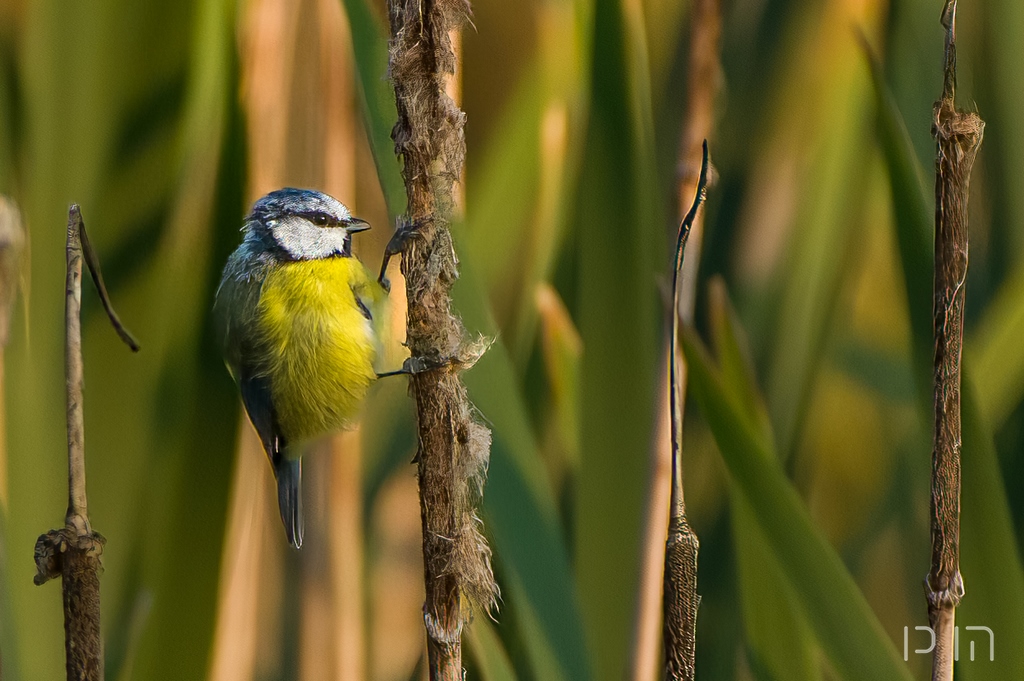 Mésange bleue