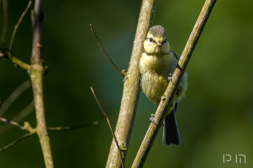 Mésange bleue (juvénile)