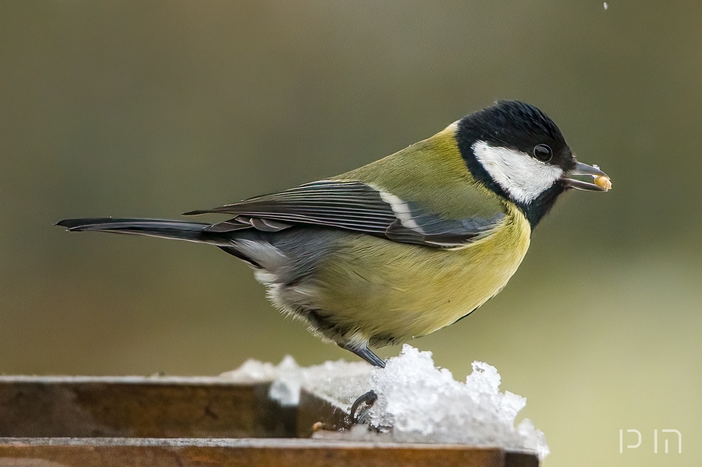 Mésange charbonnière