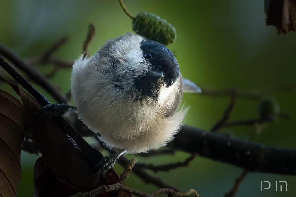 Mésange noire