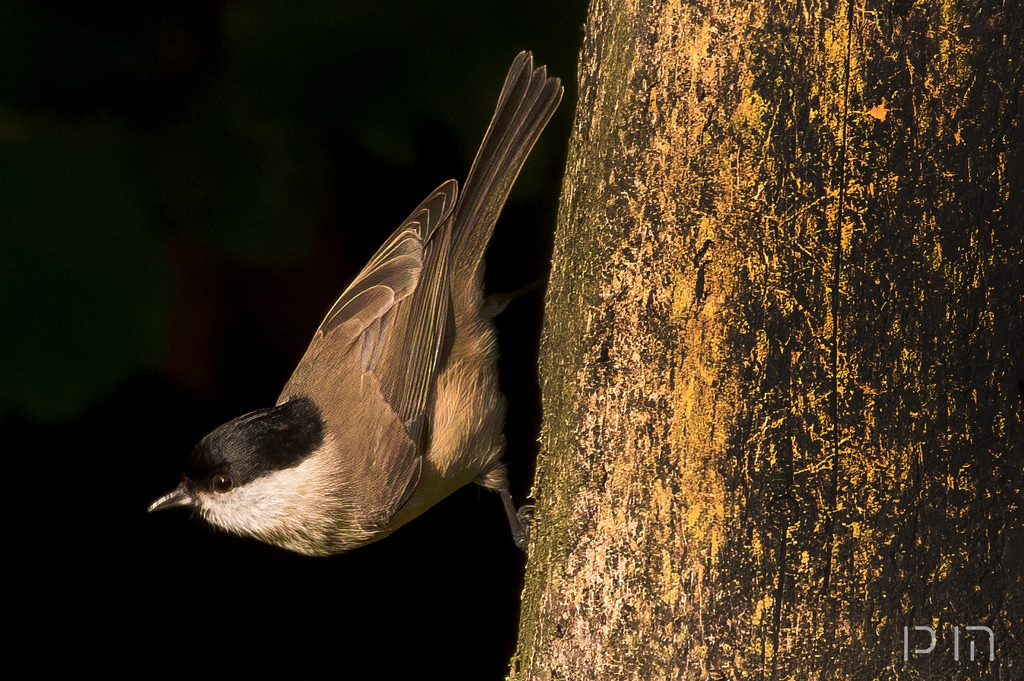 Mésange nonnette