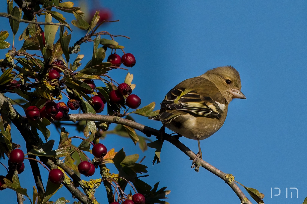 Pinson des arbres ♀