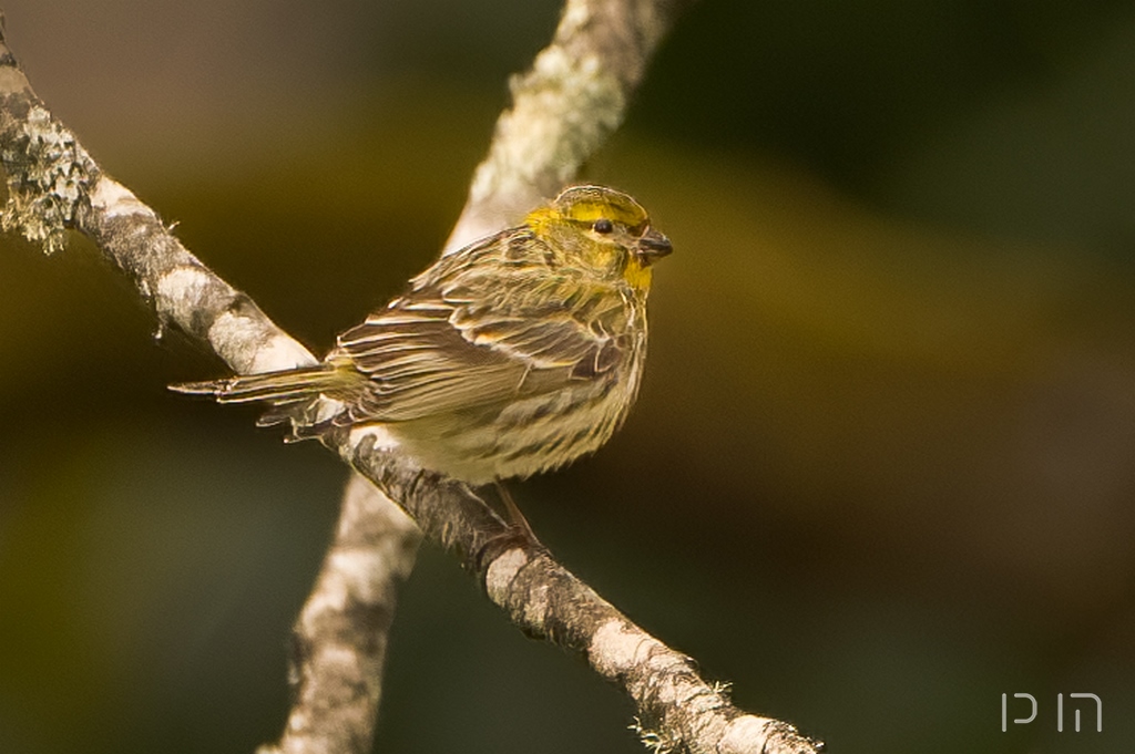 Serin cini