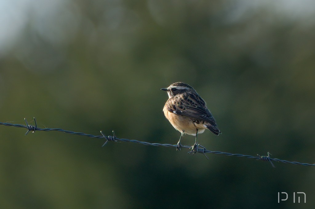 Tarier des prés ♀