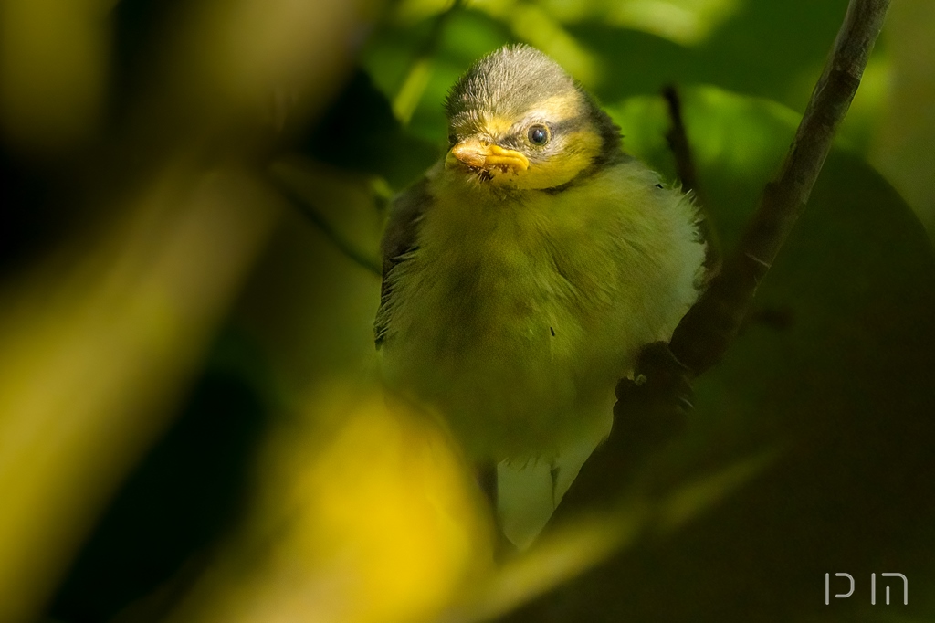 3 juin : plus rien au nichoir, mais bien dans l'arbre en face