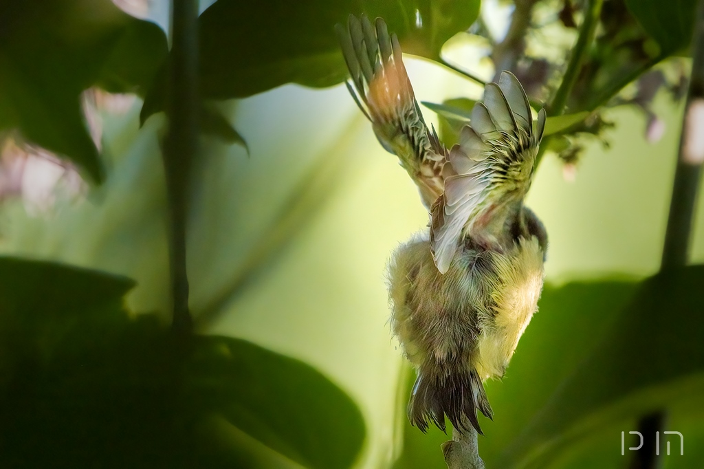 Essais et renforcement des ailes et du vol