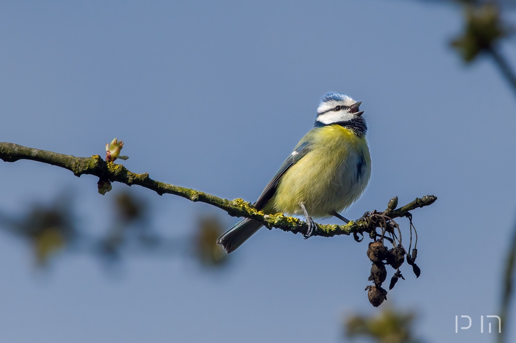 Février : premiers bourgeons et chants de séduction