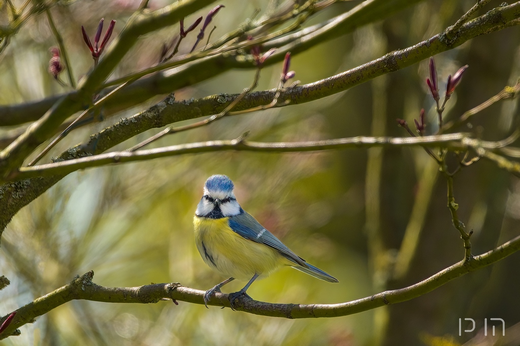 Avril : le printemps et le réveil