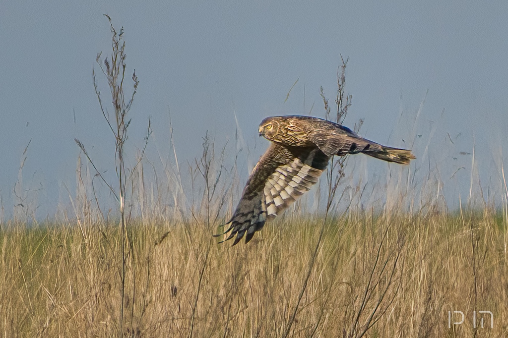 Busard Saint-Martin ♀