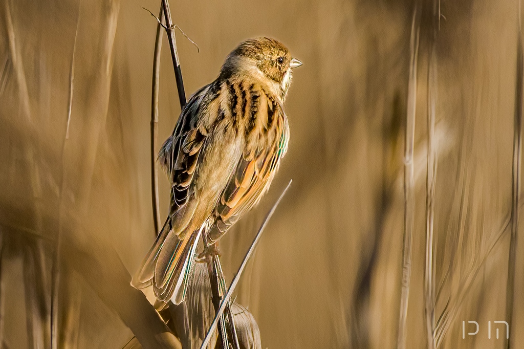 Bruant des roseaux ♂