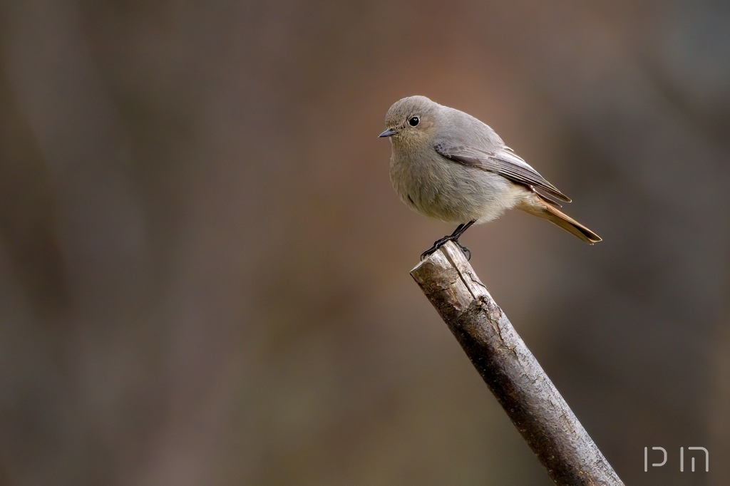 Rougequeue noir ♀