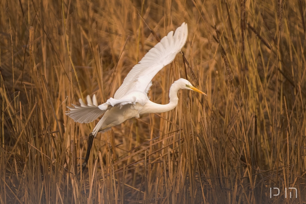 Grande Aigrette