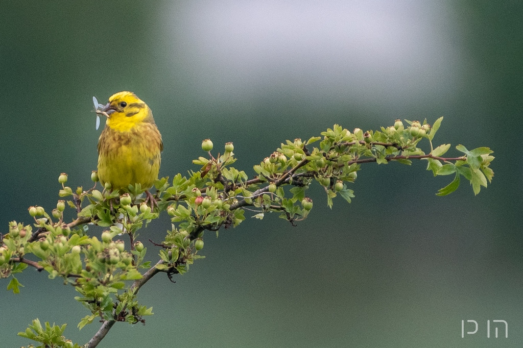 Bruant jaune ♂