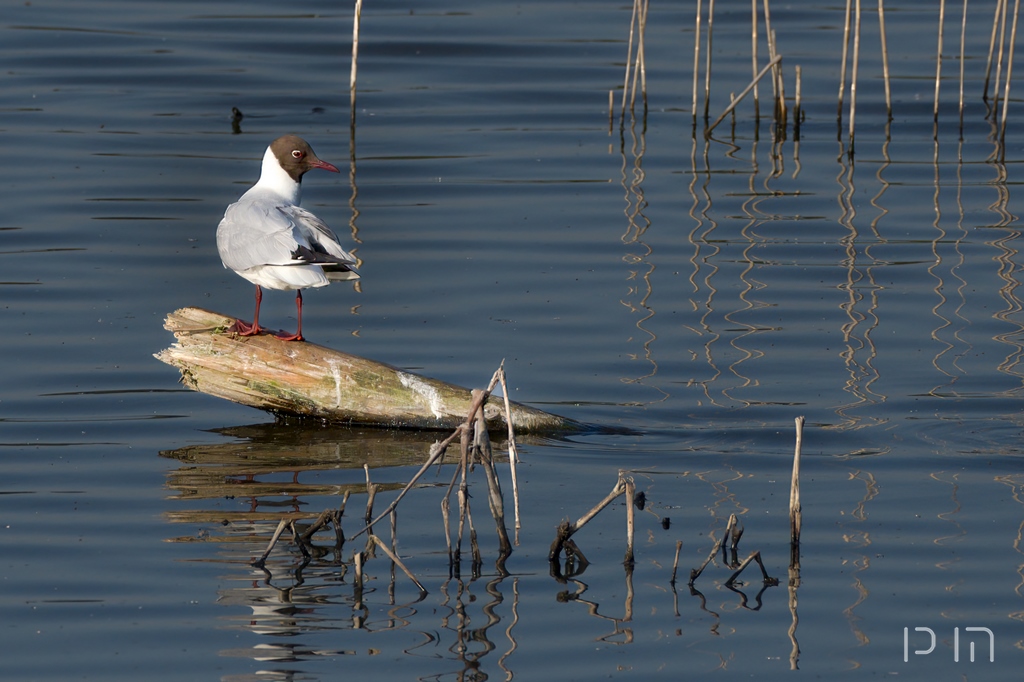 Mouette rieuse