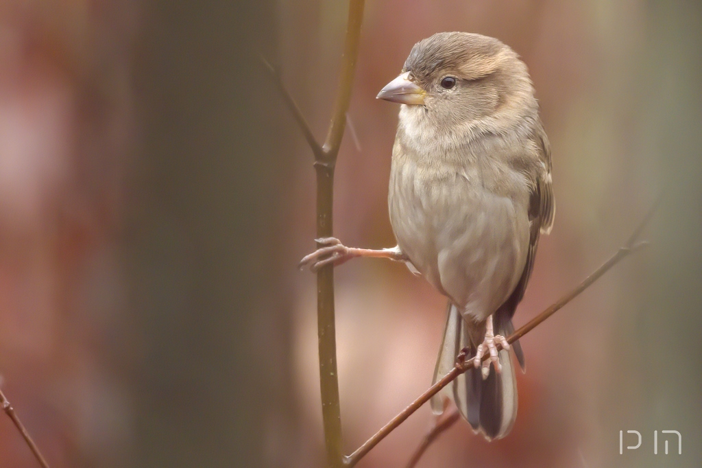 Moineau domestique ♀