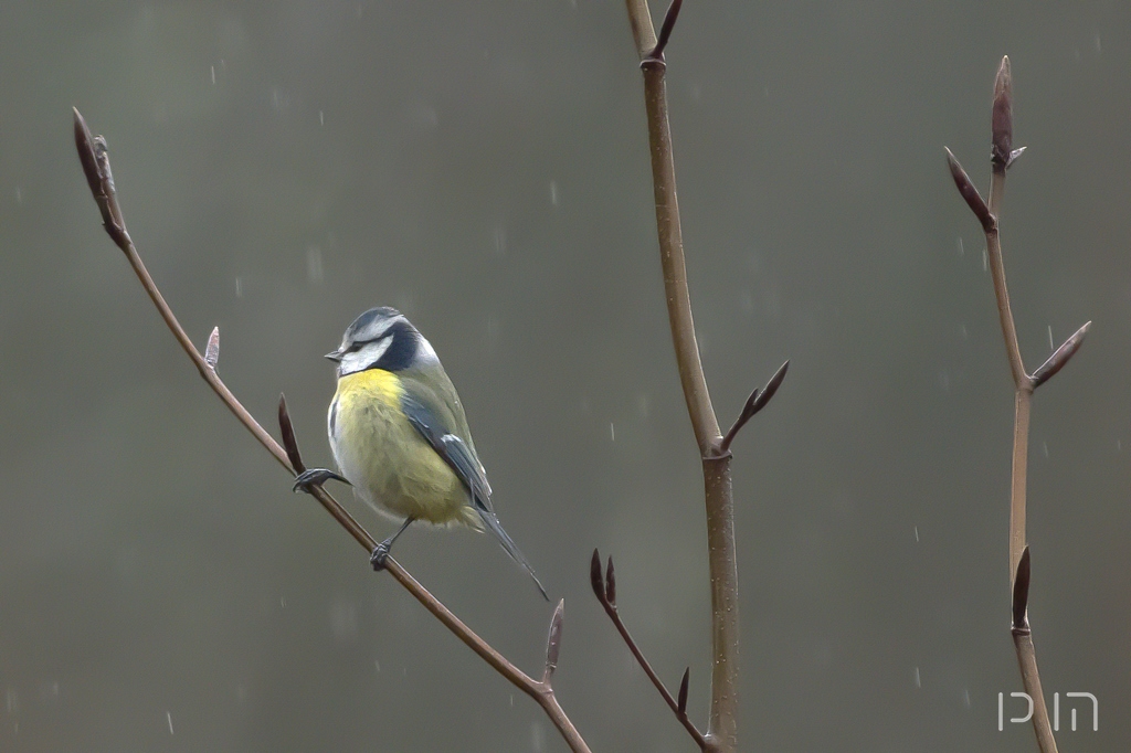 Mésange bleue