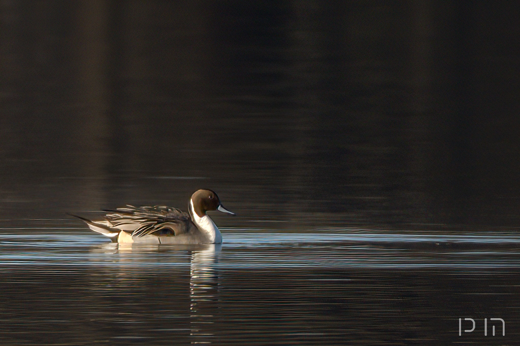 Canard pilet ♂