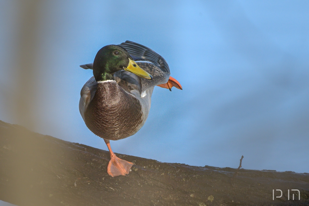 Canard colvert ♂