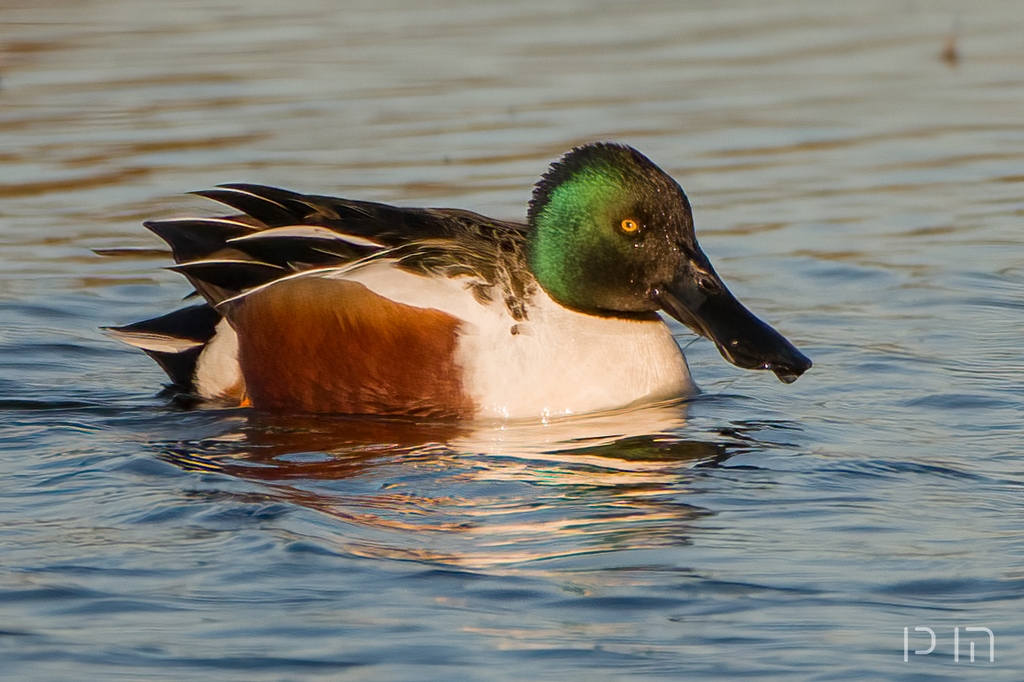 Canard souchet♂