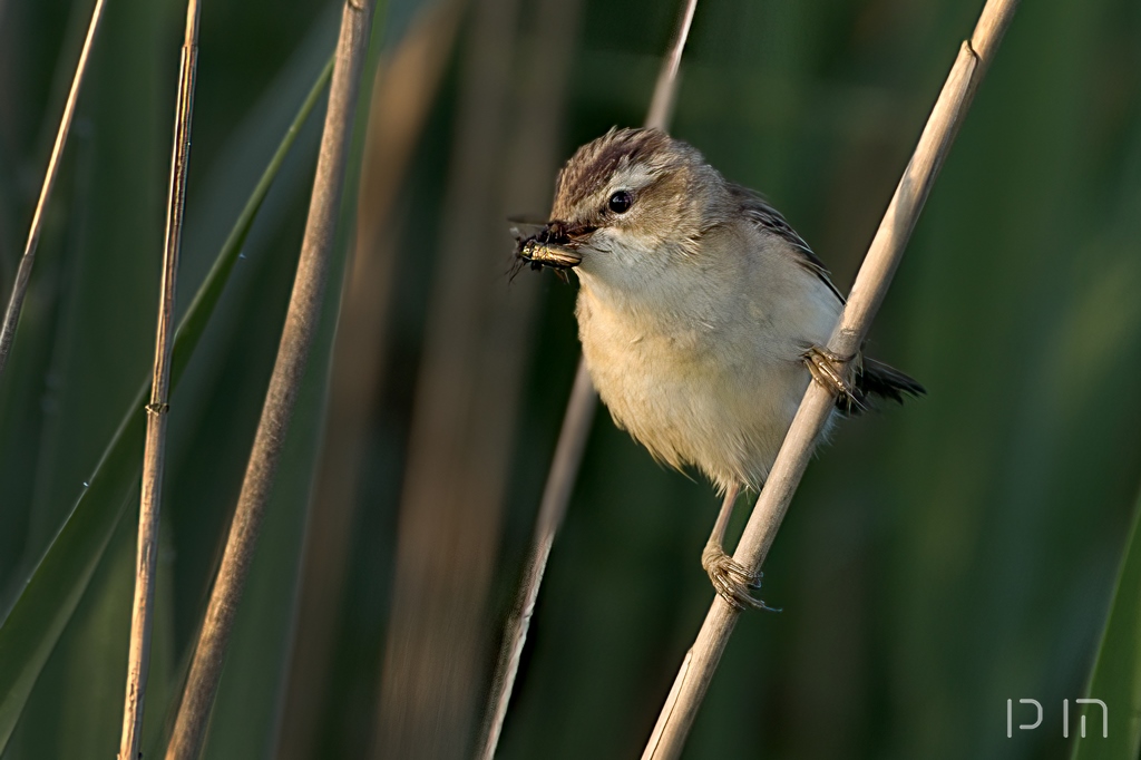 Phragmite des joncs