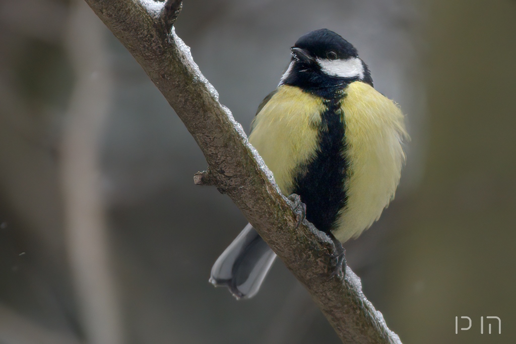 Mésange charbonnière ♂