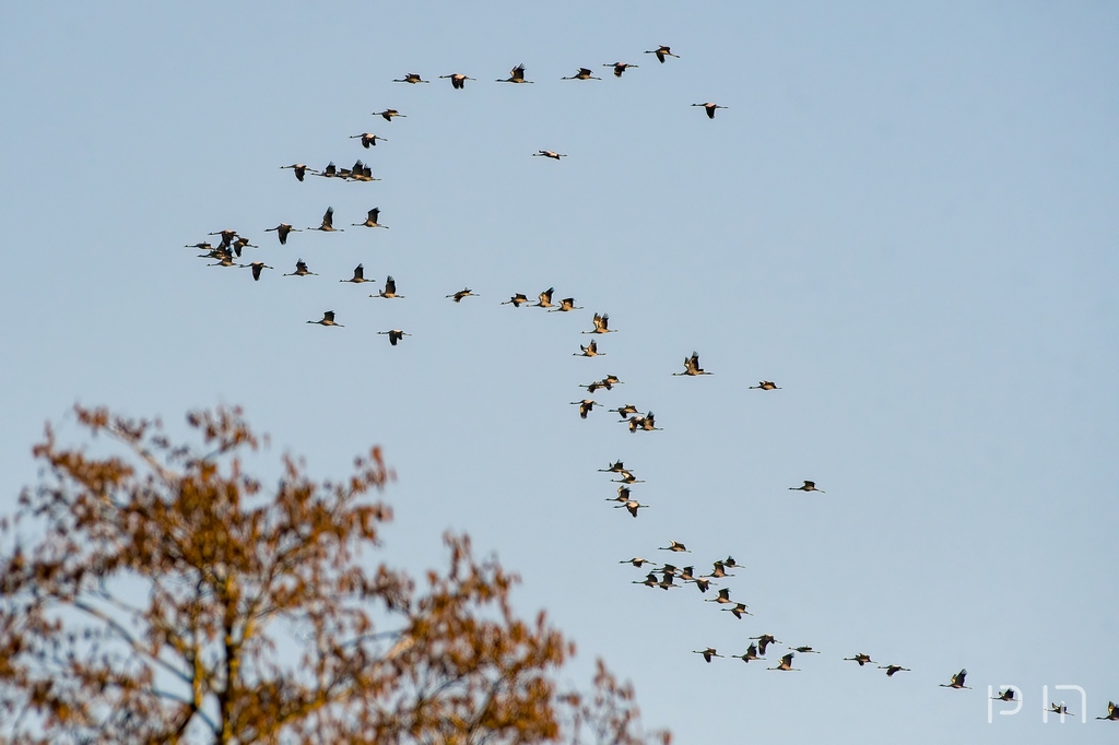 Grues cendrées