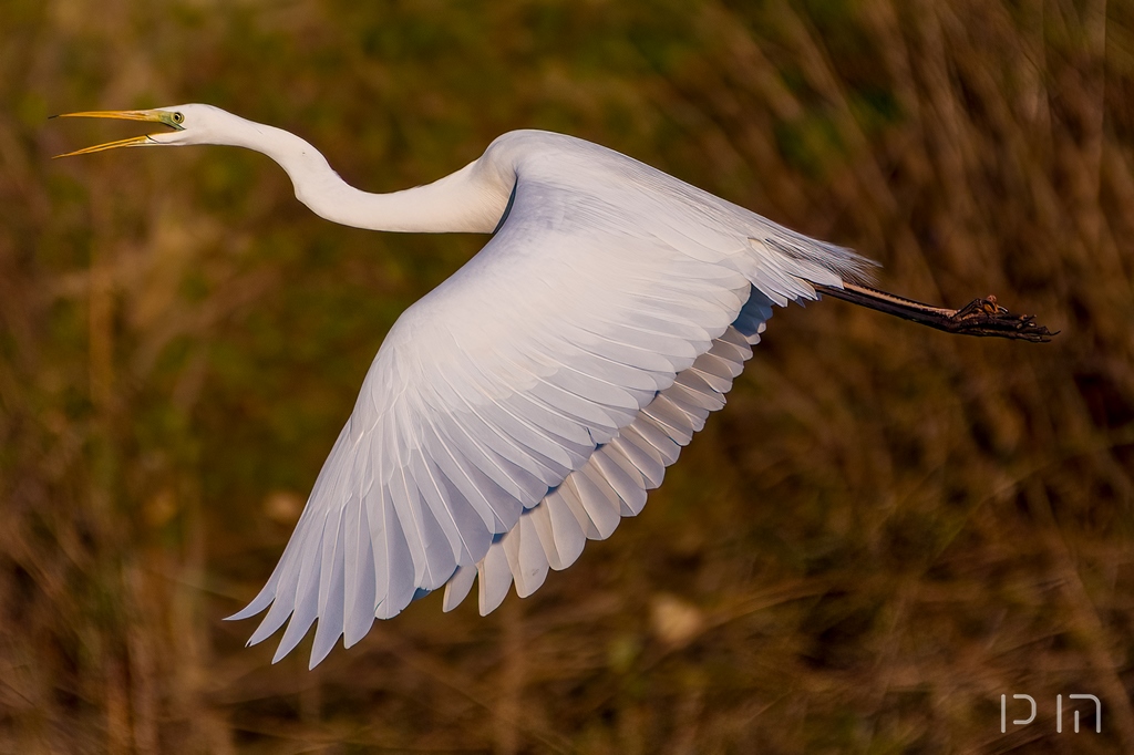 Grande Aigrette