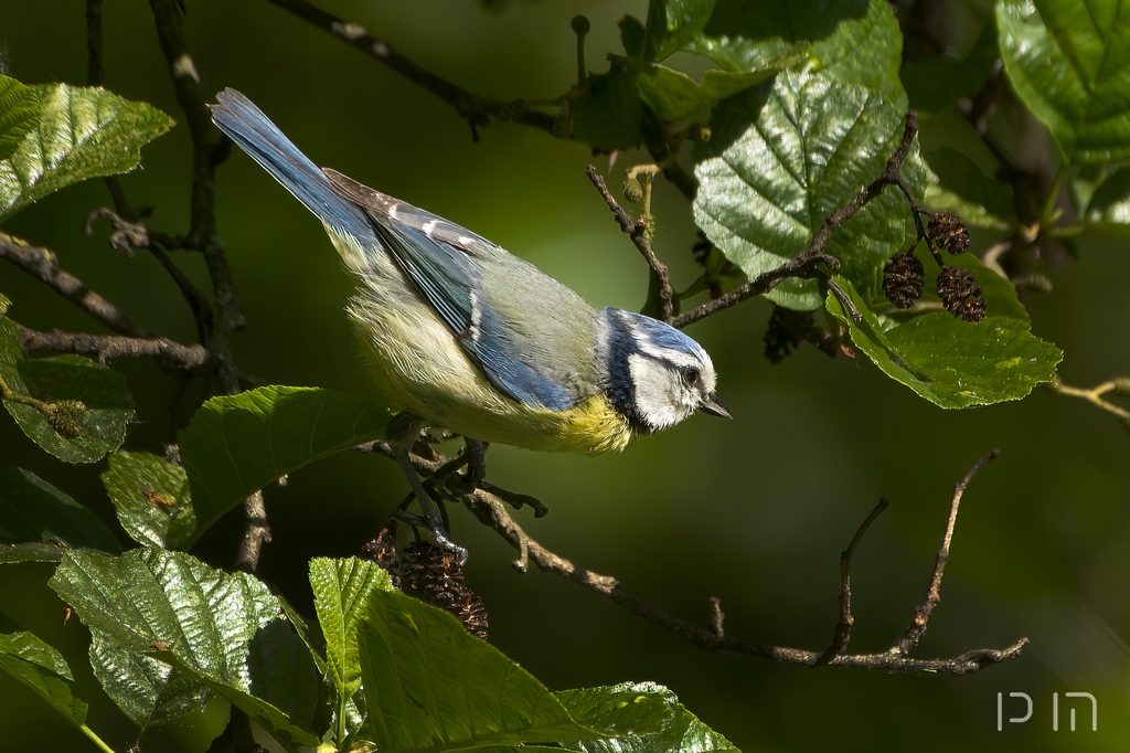 Mésange bleue