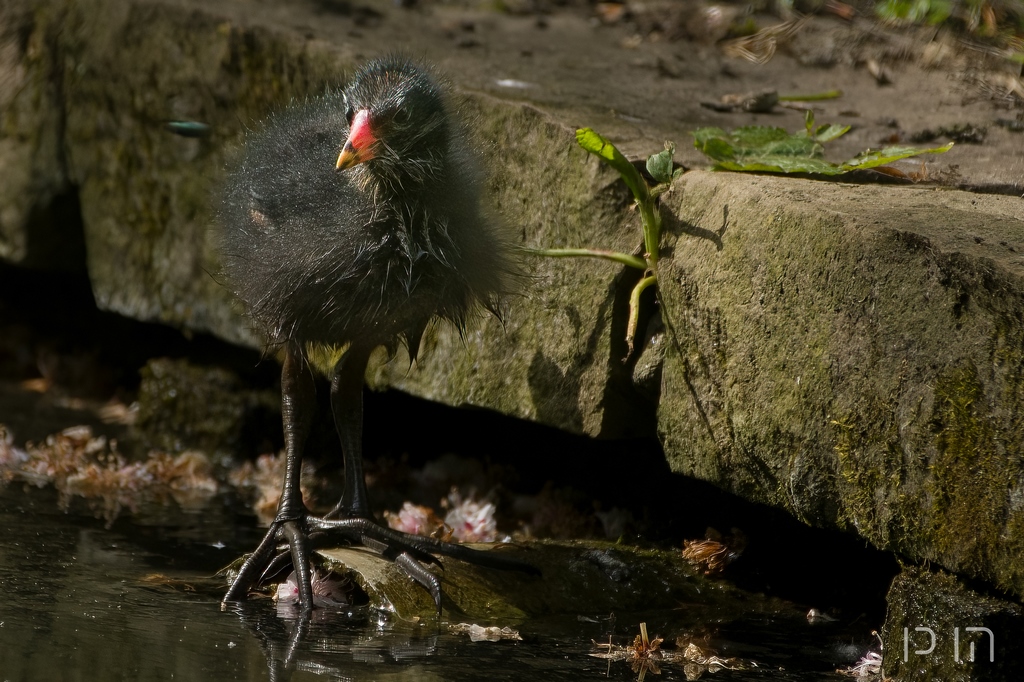 Gallinule poule d'eau (Juvénile)