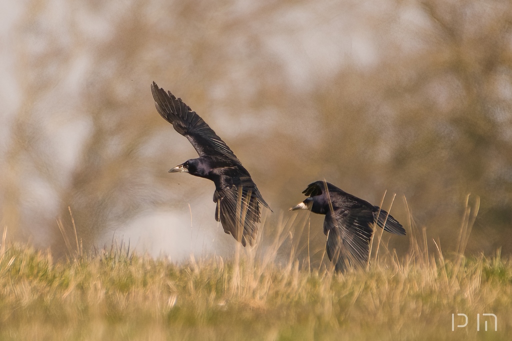 Corbeau freux