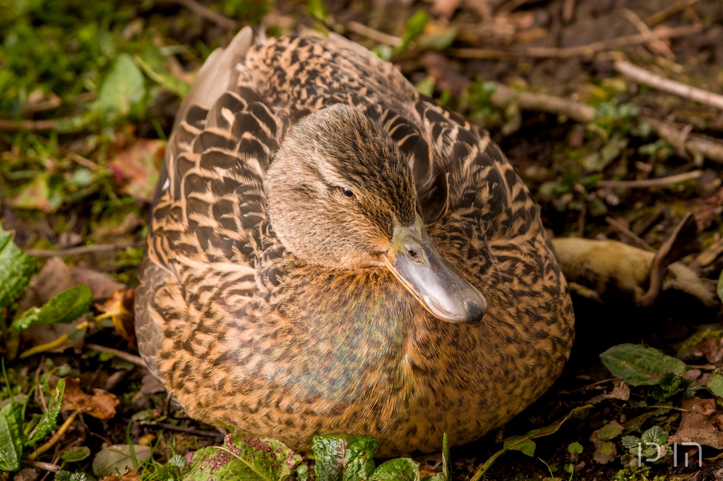 Canard colvert ♀