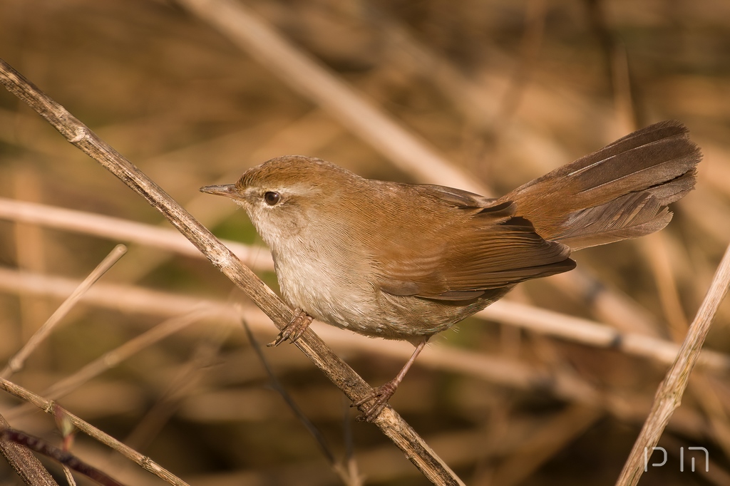 Bouscarle de Cetti