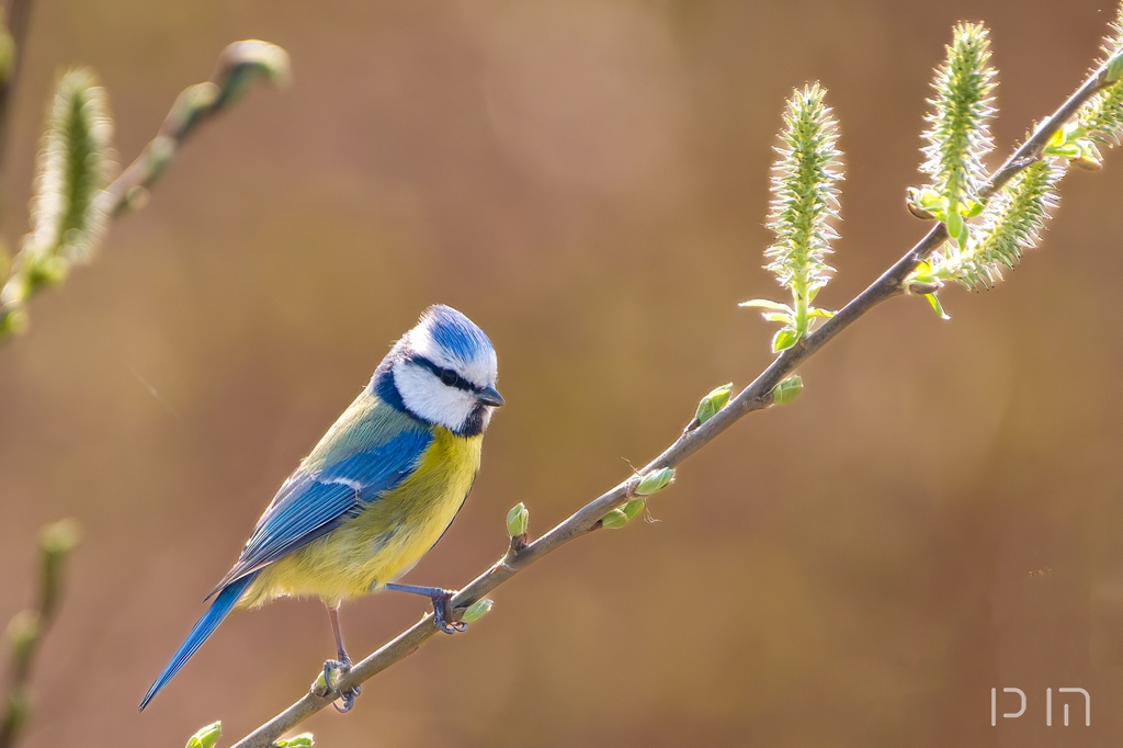 Mésange bleue