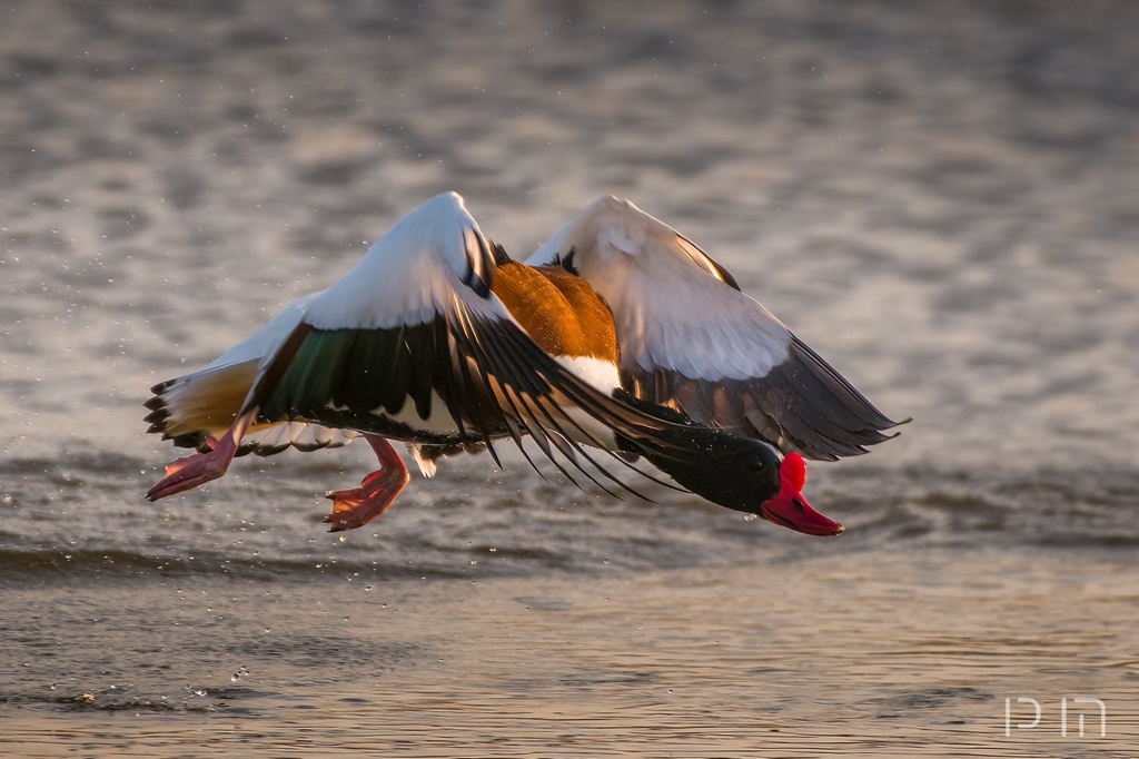 Tadorne de Belon ♂