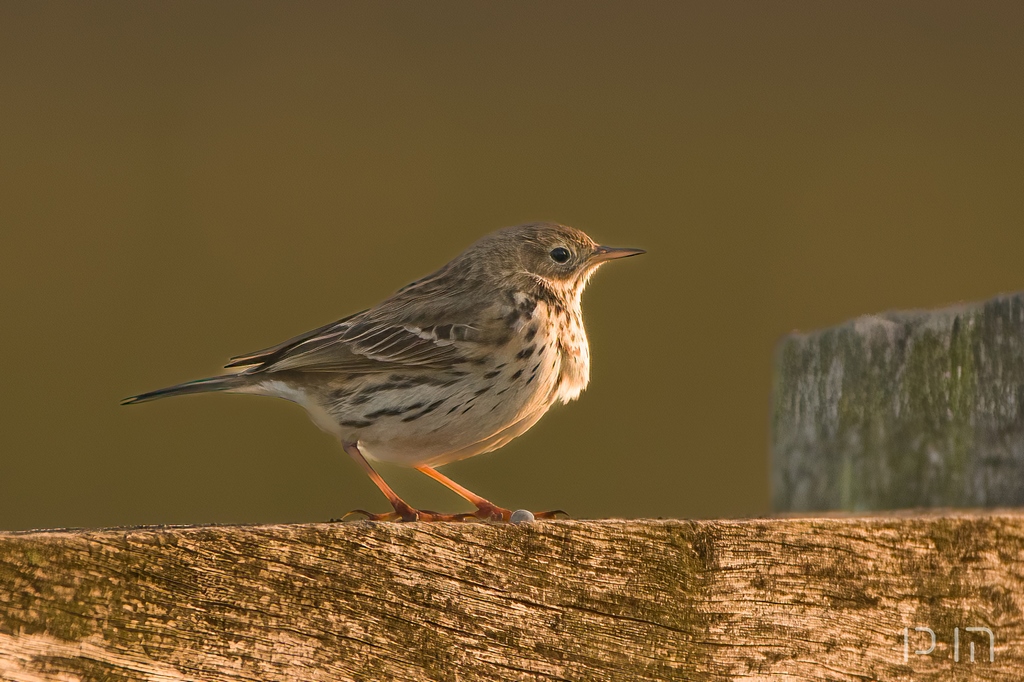 Pipit farlouse