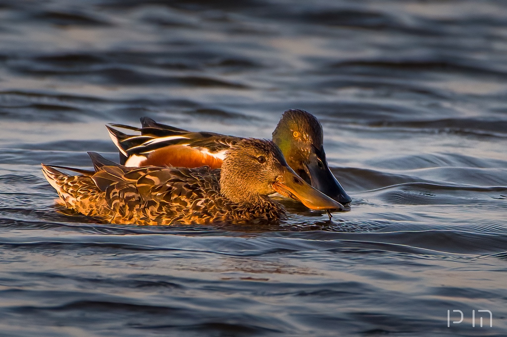 Canard souchet ♀ ♂