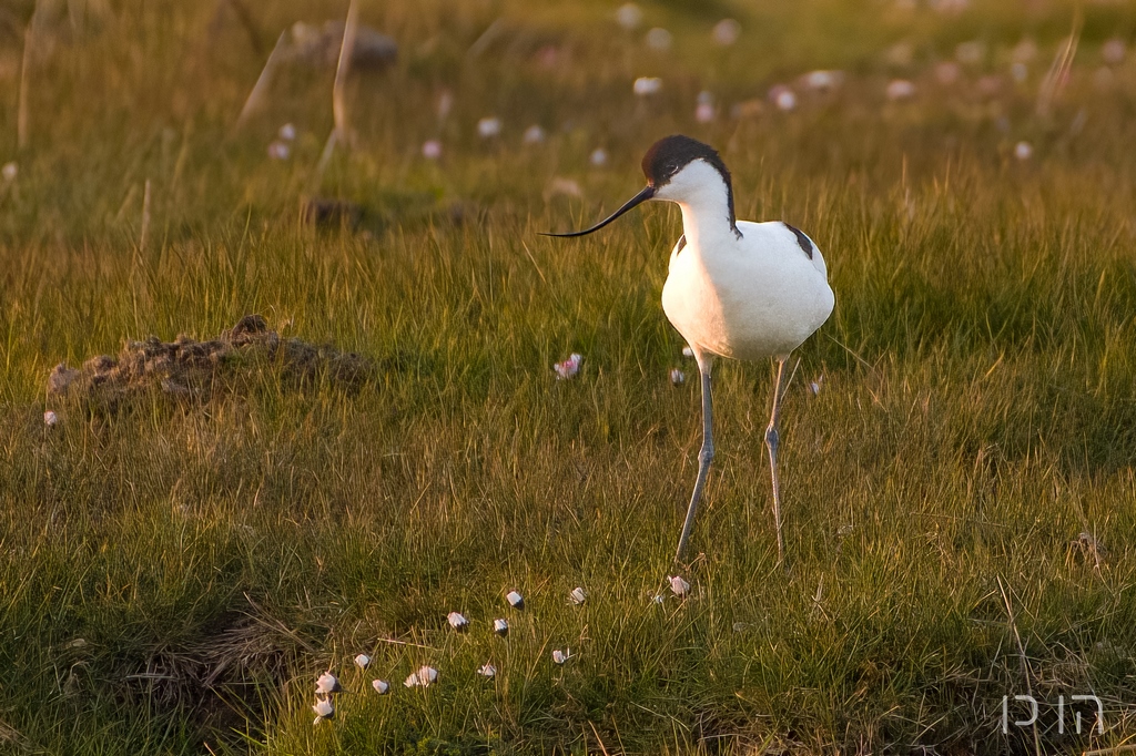 Avocette élégante