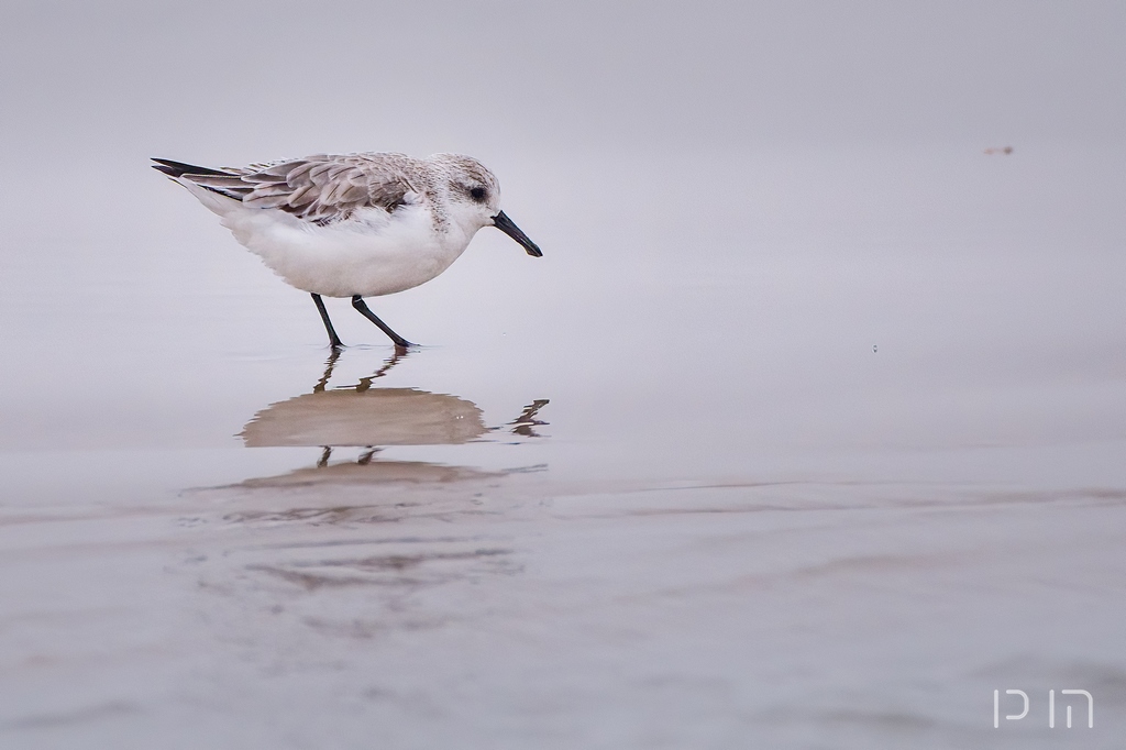 Bécasseau sanderling