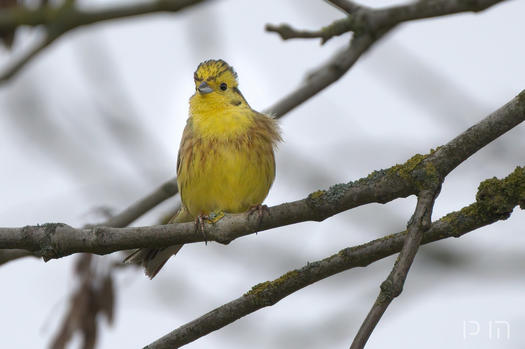 Bruant jaune